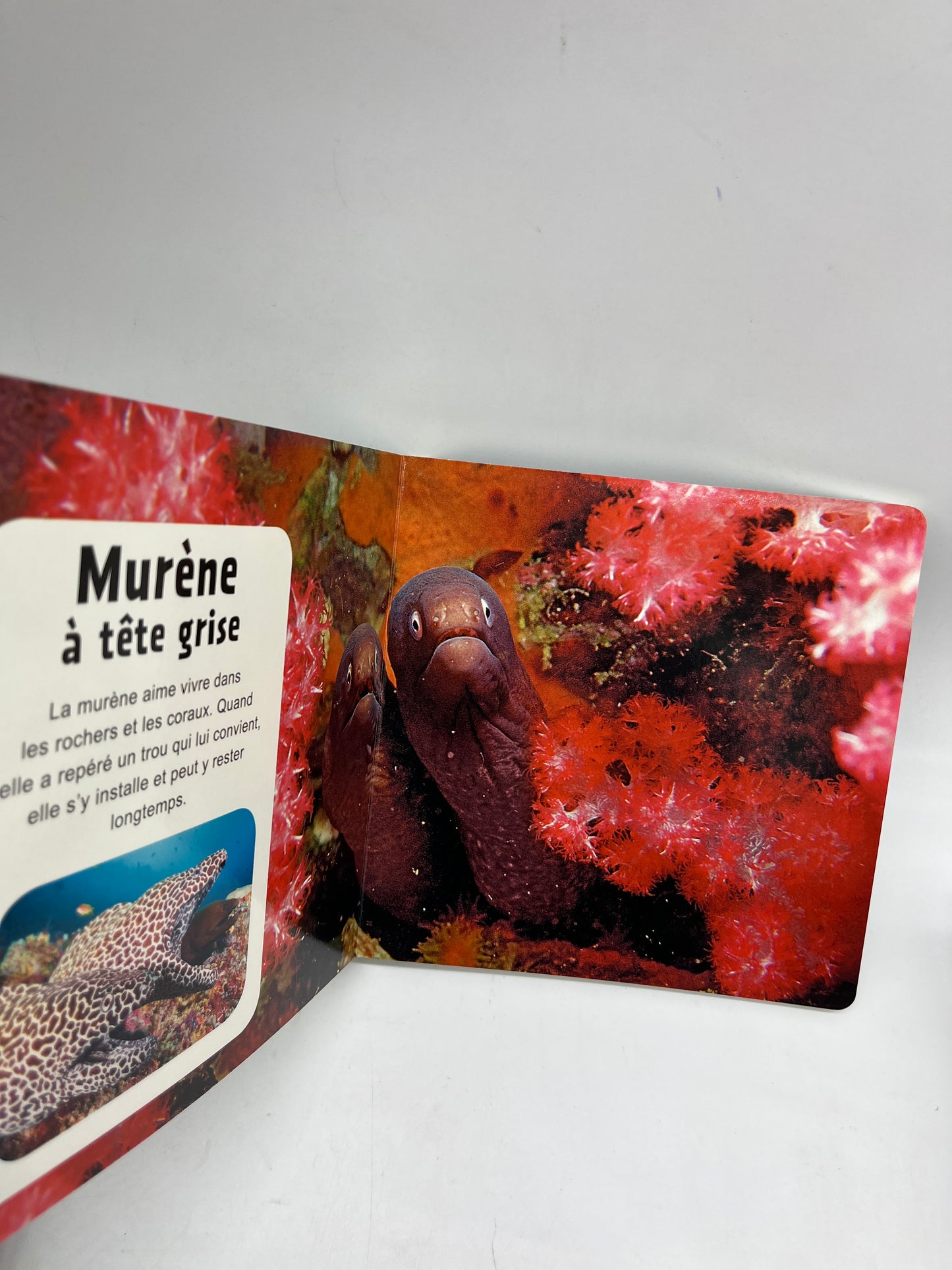 Livre imagier Ma maison spéciale animaux Mon imagier photo découverte entièrement cartonné Neuf