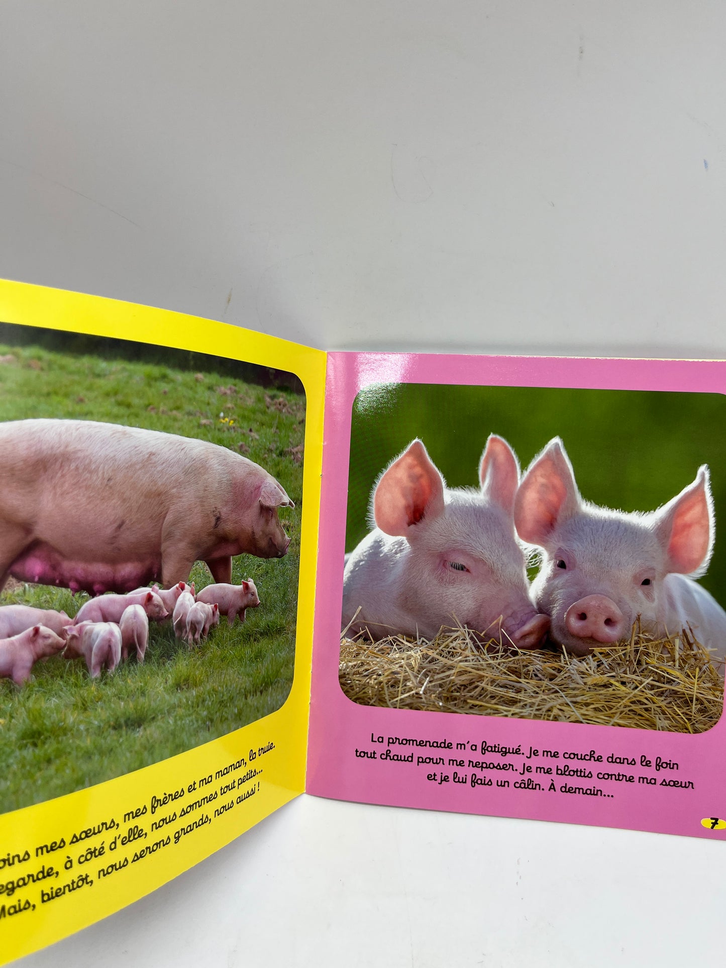 Magazine livre d’activité Kolala revue spécial animaux numéro 53 Bonbon le cochon imagier jeux activité !